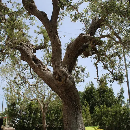 La Cummersa All'ombra Dell'ulivo *